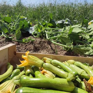 Courgette de Nice BIO