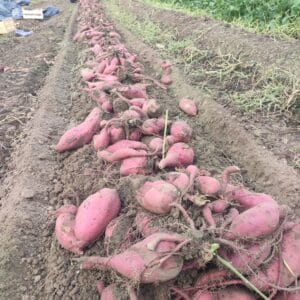 Patate douce Bio