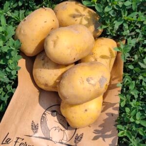 Pomme de terre Bio - Maïwen