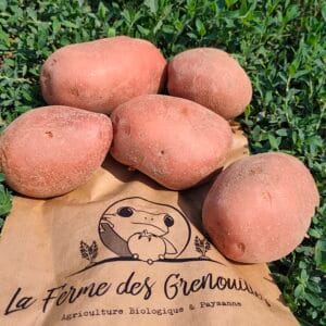 Pomme de terre Bio - Alouette